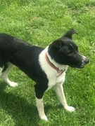 Border Collie In Glengarry 7275 Tas Dogs Puppies Gumtree