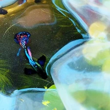 10 live guppy fry -dumbo mosaic- Live Guppy fish usa seller