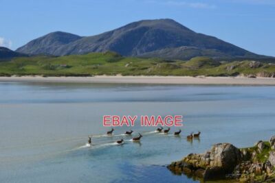 PHOTO  RED DEER IN THE SEA AT TRAIGH NA CILLE TEN YOUNG BUCKS TAKING A SHORTCUT