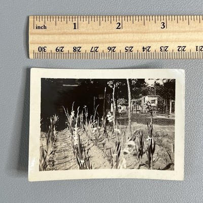 1931 Vintage Photo Gladiolus Flowers Garden Rows Baltimore MD Zepp Snapshot B&W
