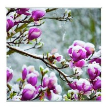 Outdoor Textilposter Magnolien mit Schnee Poster aus Stoff ca 95 x 95 cm