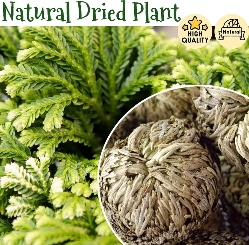 7 Pack Rose of Jericho Dried Plants - Rosa de Jerico Original, Brown