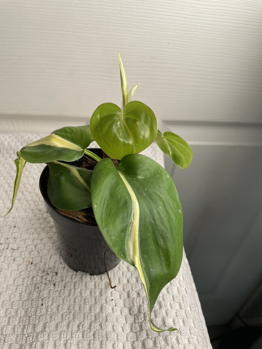 philodendron silver stripe | eBay