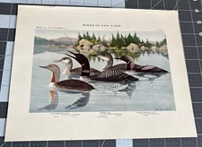 Original 1909 Book Plate #2 Birds of New York Loons Louis Agassiz Fuertes