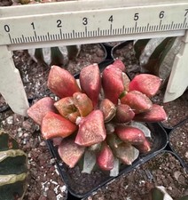 Vendita 1pcs 7,1cm A. Fis Hybird "Godzilla" WYSIWYG FeatureInnted Variegato