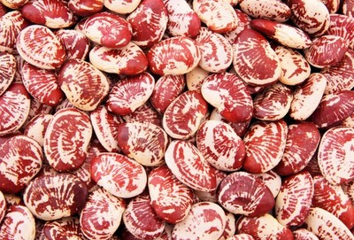 15 CHRISTMAS LIMA BEAN Calico Chestnut Phaseolus Lunatus Legume Vegetable Seeds