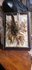 Taxidermy Rabbit Head Mount