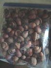 2 pounds . 6 ounces of dried PA acorns for crafts., assorted sizes — photo 7