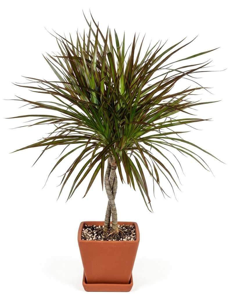 ive Dracaena Marginata Plant Madagascar Dragon Tree Braided Trunk Indoor  27"H | eBay