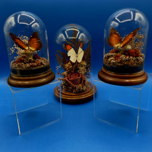 BUTTERFLIES 3 in lot vintage 1970s mounted under glass domes cloches 2-5" 1-7.5"