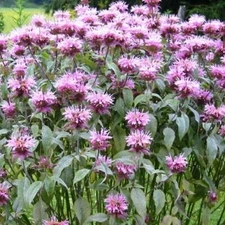 BEE BALM WILD BERGAMOT Perennial Beneficial Bees Hummingbirds Non-GMO 500 Seeds!
