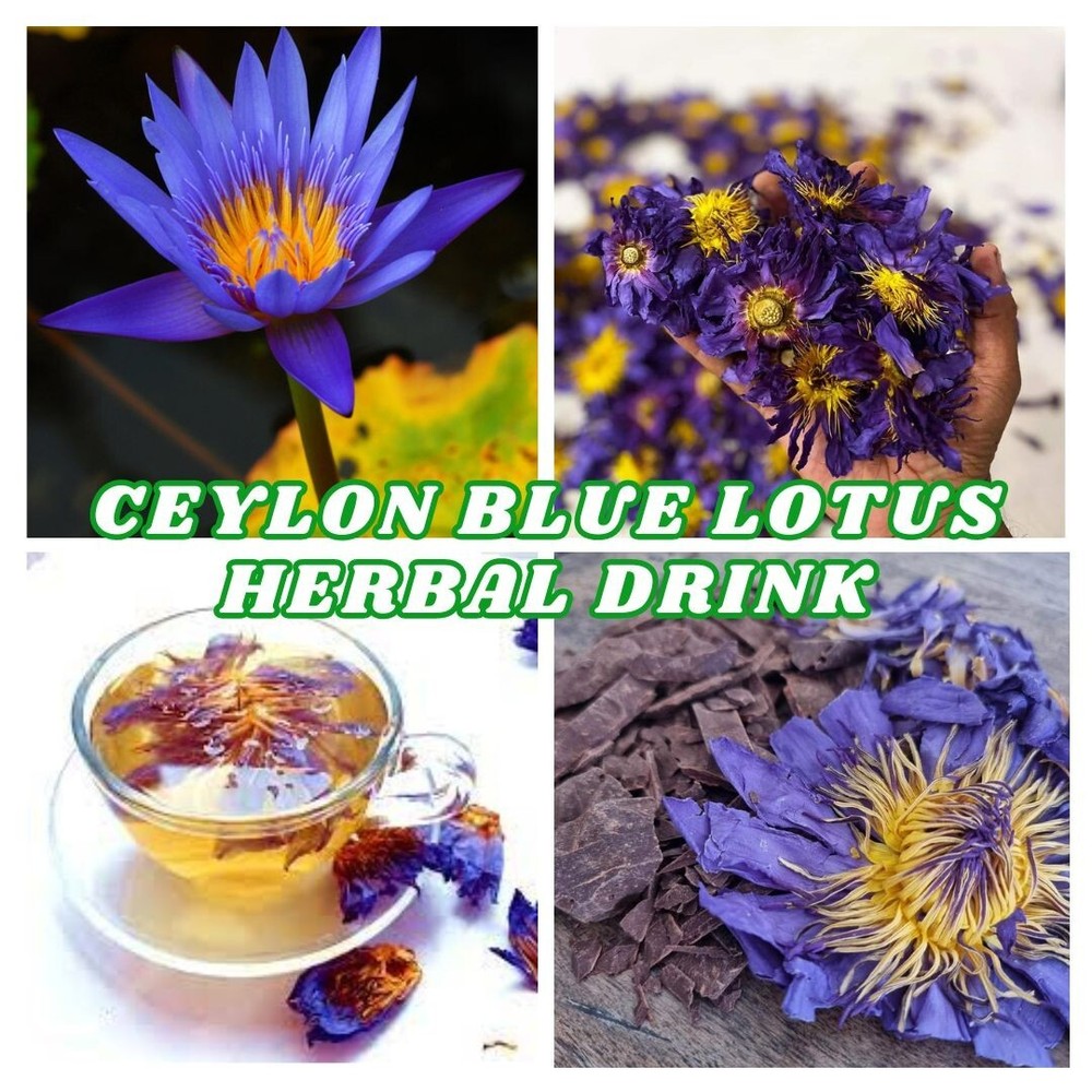 Blue Lotus Dried Flower 100% Orgnic Hand Picked Ceylon Nymphaea Caerulea Express