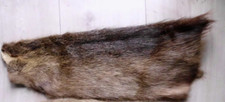 Nutria  ganzes Fell  17,90  ca.47 cm lang nicht aufgeschnitten
