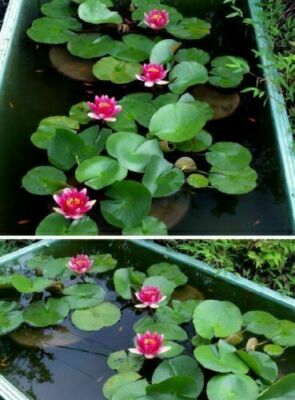 rote Seerose / blühende Wasserpflanzen für den Teich Teichpflanzen Teichpflanze