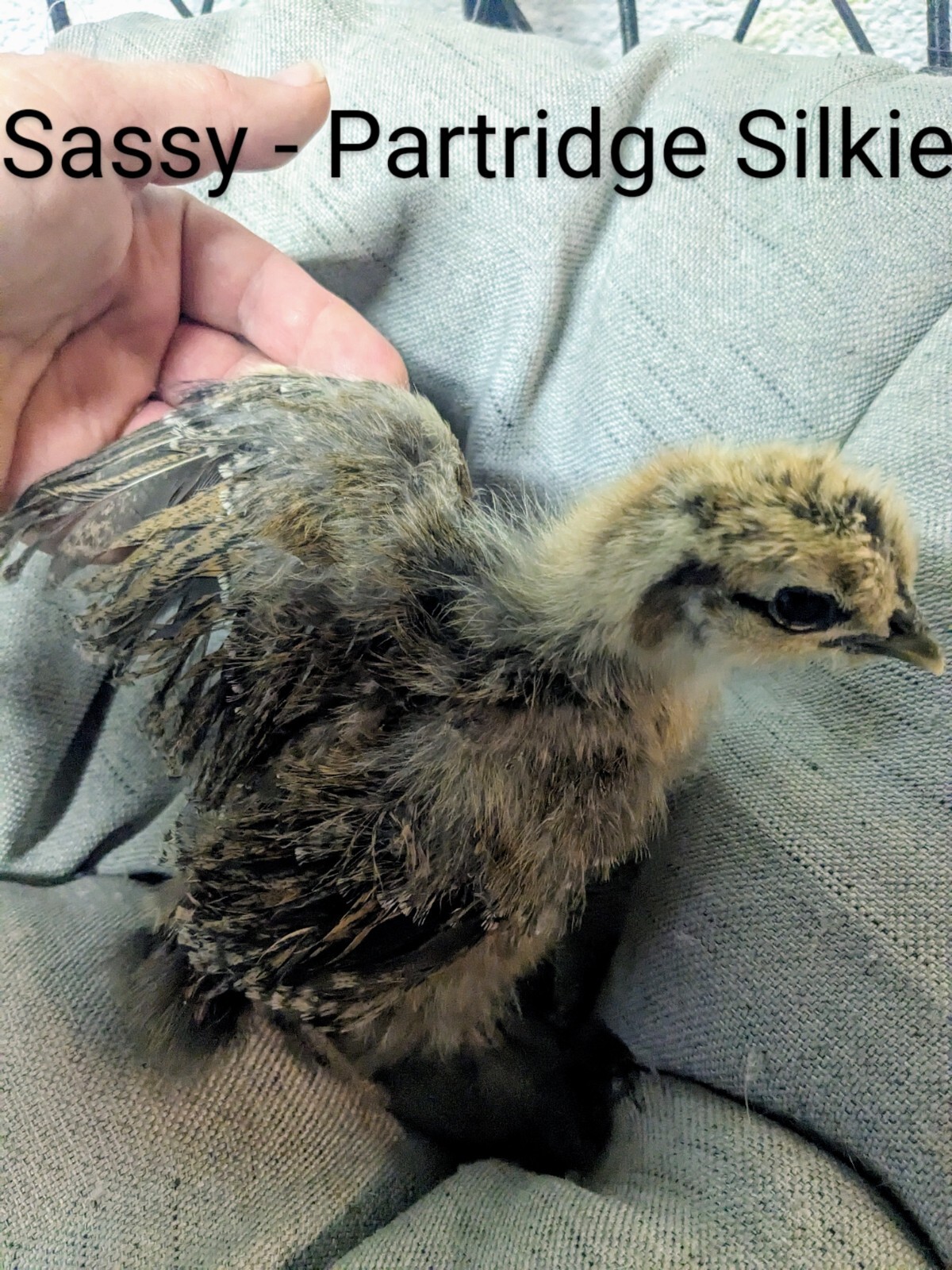 Silkie Hatching eggs Fertilized Silkie eggs 1 Dozen eBay