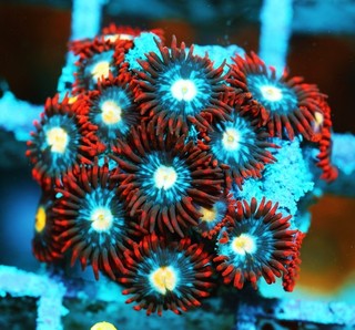 Fire & Ice Zoa Frag Zoanthids Zoa Paly SPS LPS Corals WYSIWYG