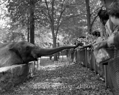 Vintage children feed an elephant at the Bronx Zoo.