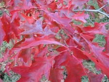 Scarlet Oak Tree Seedlings for Planting 12-18"