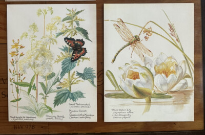 Vintage Pair Of Botanical Plants Print Cards Edith Holden Frame Gallery Wall NOS