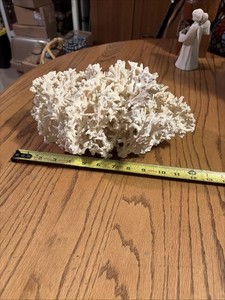 White lace Coral 2lbs 5oz. 12”x6.5”