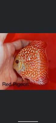 x2 Red Pigeon Discus 3.5 to 3.75   Live fish Aquarium - Overnight shipping