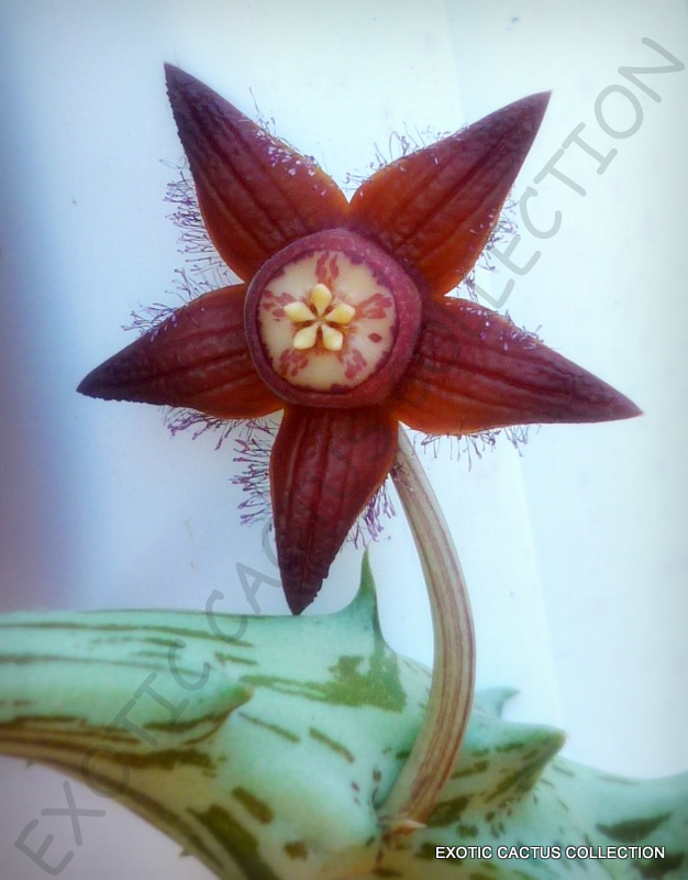 HUERNIA BREVIROSTRIS pseudolithos orbea stapelia huernia caralluma echidnopsis EUR 7,50