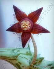 DUVALIA SULCATA, exotic huernia rare orbea succulent stapelia plant seed 3 seeds