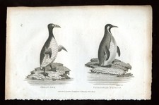 1809 Copper or Steel Engraving 6 3/8x9 5/8 1809 Zoological Lectures Plate 84