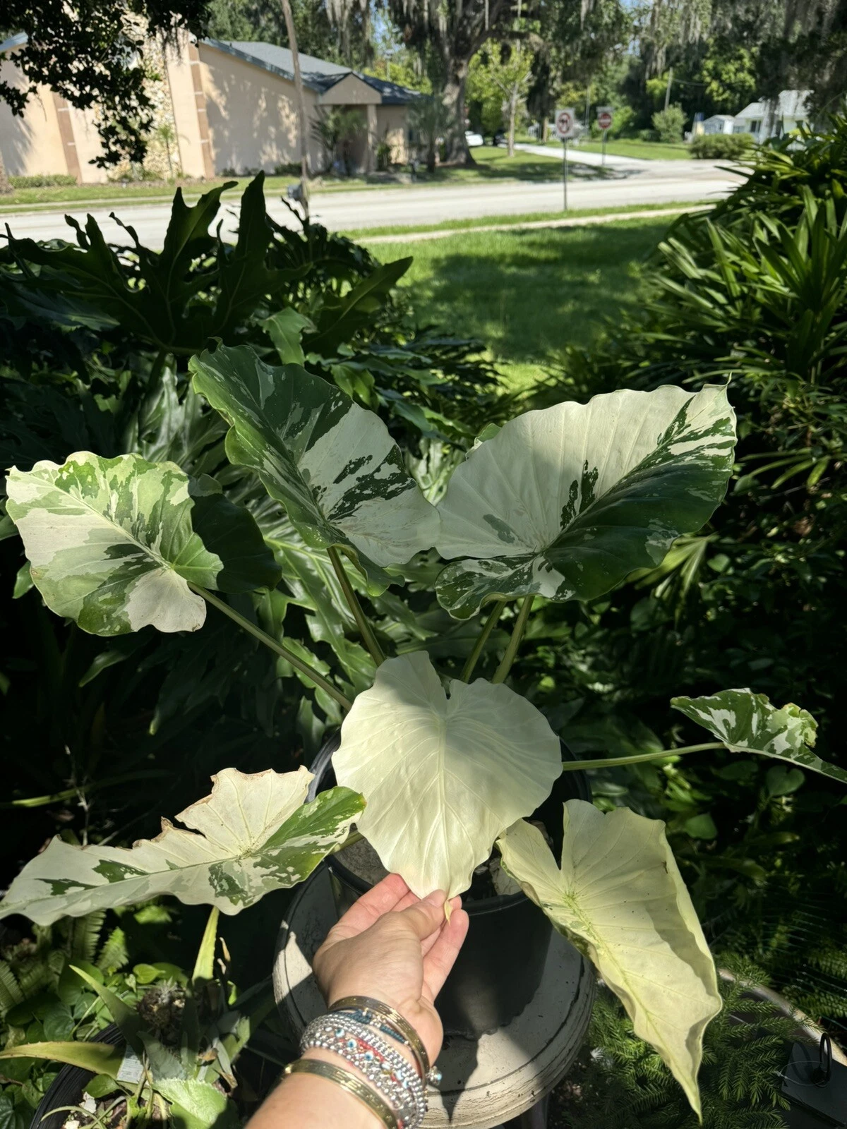 Alocasia Adore Variagate