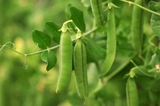 Early Frosty Garden Pea Seeds, Easy Grow, NON-GMO, Variety Sizes, FREE SHIPPING