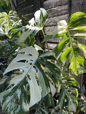 Monstera Albo Rooted