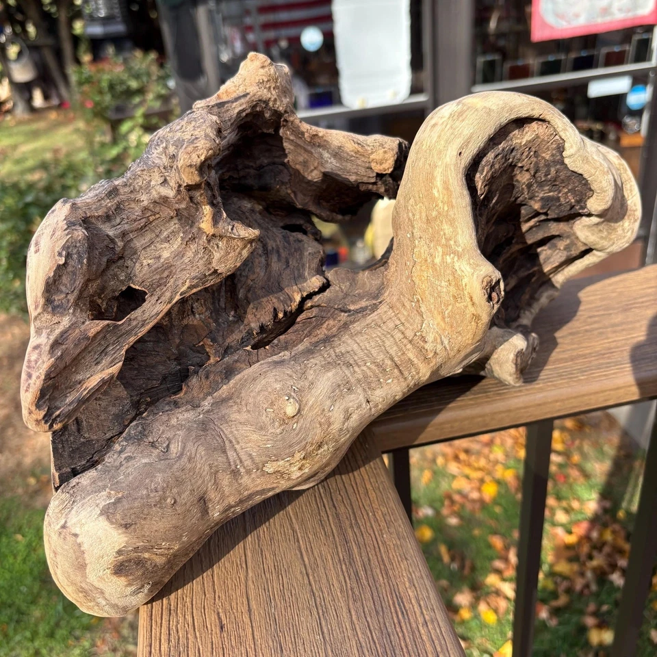 Hardwood Driftwood Sculpture 15x7x8.5 – Dense Natural Wood with Openings - Image 3 of 4