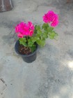 Assortment of 10 Fresh Geranium Cuttings; Pink, Red, Violet, Magenta, Orange. — photo 1