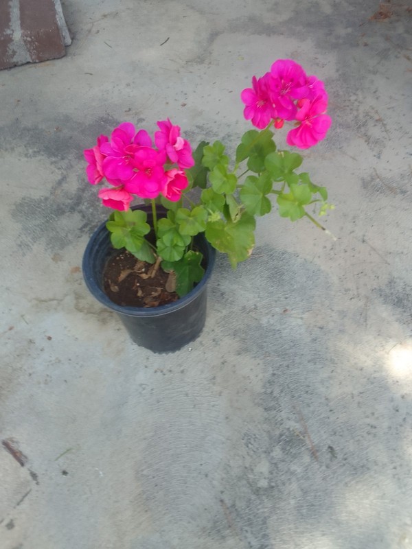 Assortment of 10 Fresh Geranium Cuttings; Pink, Red, Violet, Magenta, Orange.