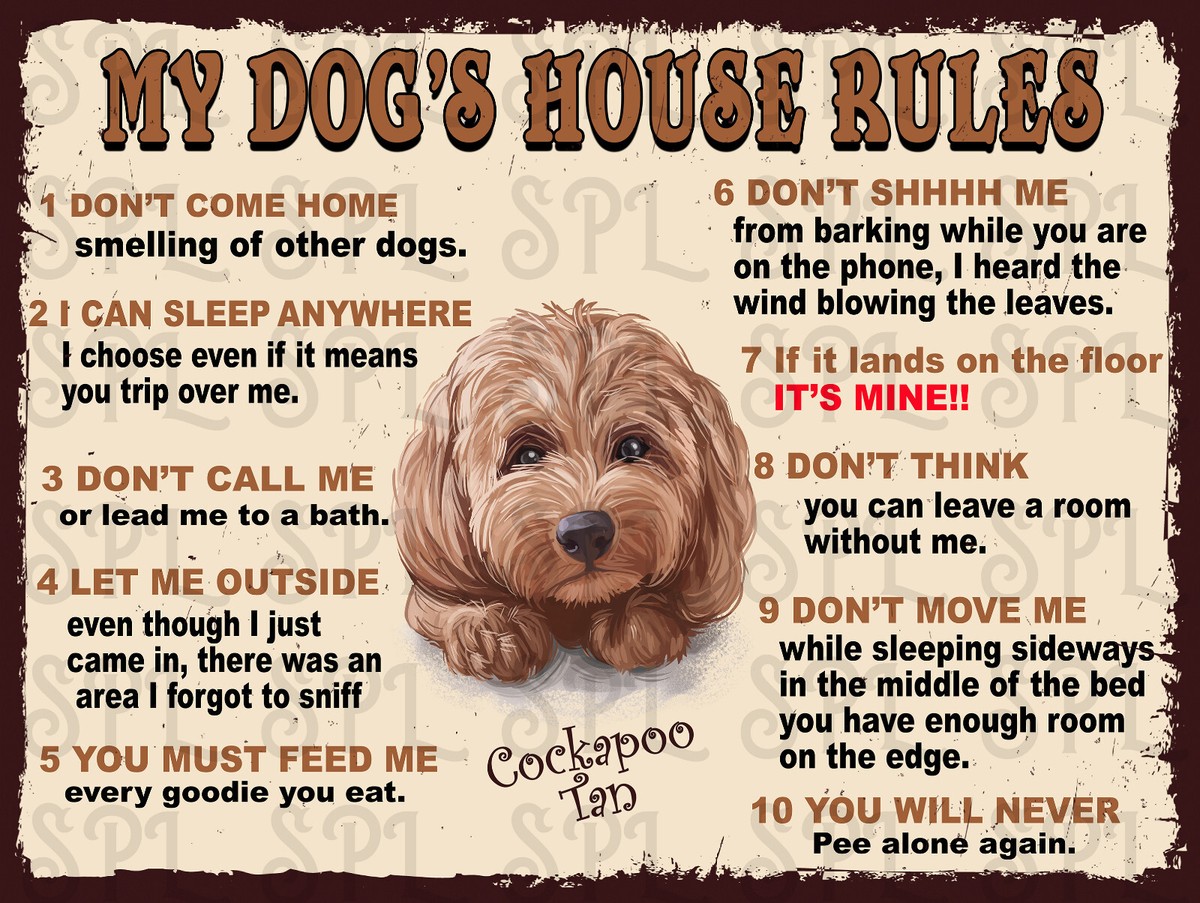 Dog Training My Dog Barks At Me When I Come Home Dog Barks How Do I