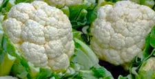 Snowball Y Improved Cauliflower 200+ SEEDS  NON-GMO --BUY 4 ITEMS FREE SHIPPING