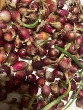 70+ Egyptian Walking Onions Topset Bulbs Organic Heirloom Perennial Onion