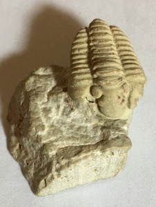 Trilobite Diverse Arthropods Permian Extinction 250 MYA Beige Matrix  .25"x .75"