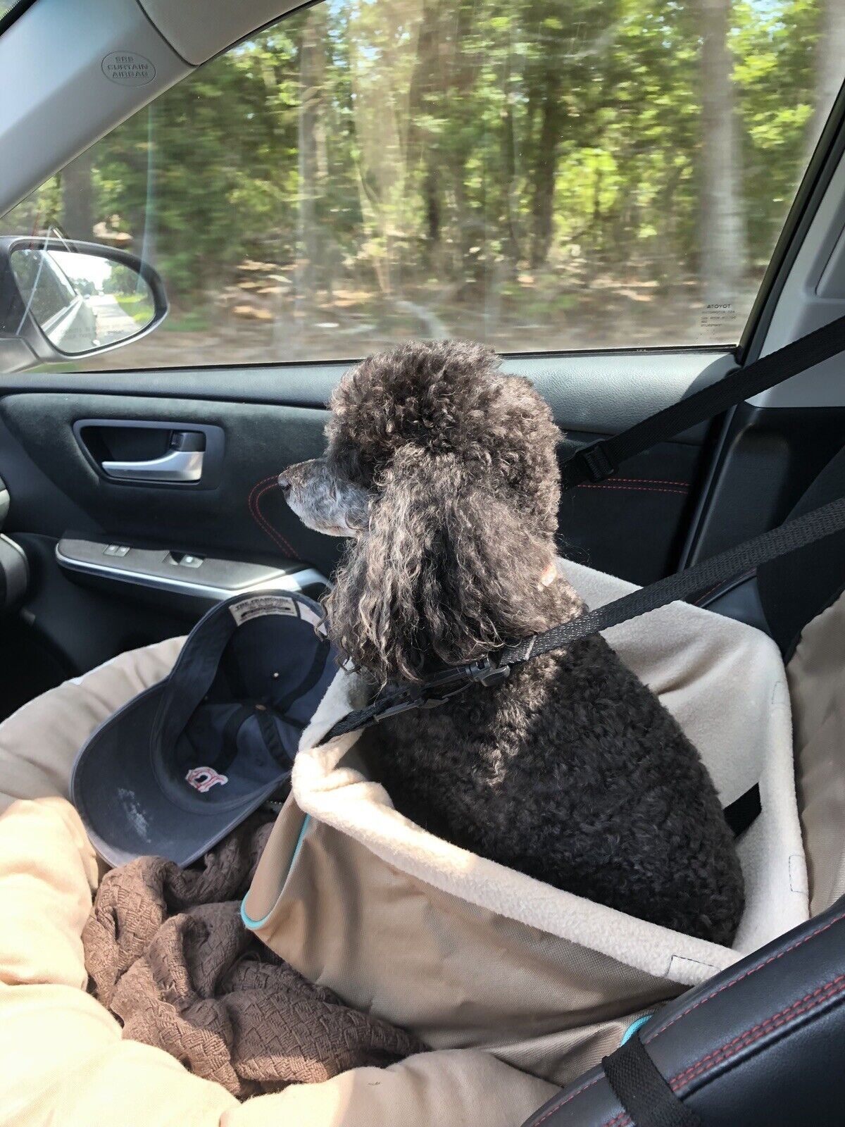 Dog Booster Car Seat Animal Planet | eBay