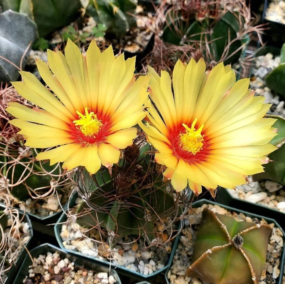 Astrophytum  Mix - Image 4 of 4