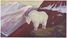 ROGER PREUSS FIA 1966 - Mountain Goat Hunting - 13x19 Print Calendar Print 