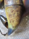 Vintage Hand made Taxidermy Horns Bird Feeder Ready to Hang! Very Nice! — photo 10