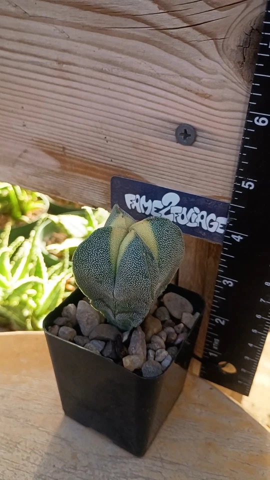 Astrophytum Myriostigma  'Quadricostatum' Variegated, Cactus/Succulent - Image 2 of 3
