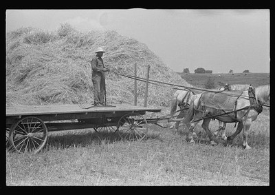Photo:Central Ohio 1938 Wheat Loading Thresher Horse Wagon Farm Worker
