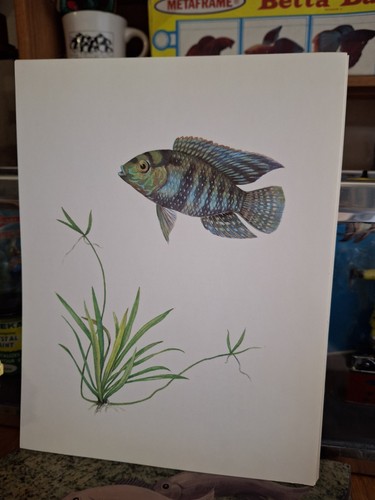 Vintage Old Aquarium Fishbowl Pet Store Tropical Fish 8"×10" Blue Cichlid Print