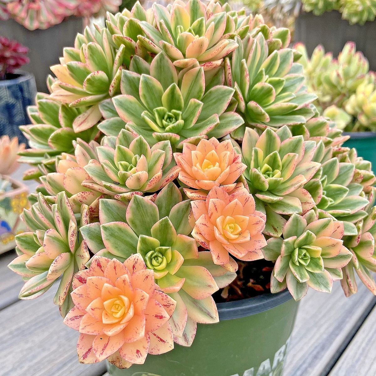 多肉植物 img_438094_1.jpg