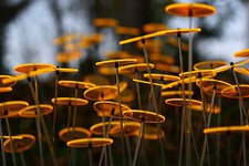 Cazador del Sol-6x8cm-Sonnenblume-Sonnenfänger-Messerückläufer-Made in Germany