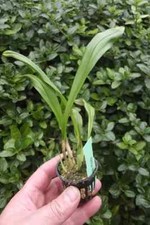 Rare Dracula ortiziana orchid plant FS / Monkey face orchid  not in bloom
