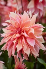 1 - Labyrinth Decorative Dahlia Flower Bulb Tuber
