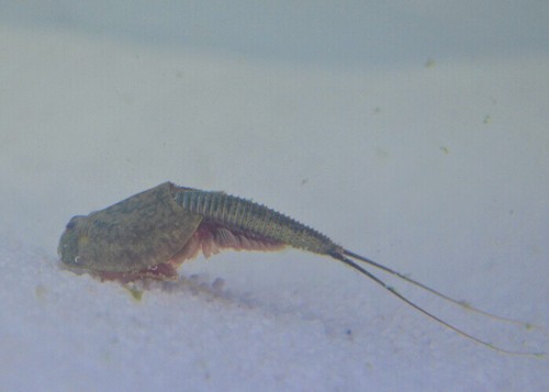 Triops Longicaudatus schwarzes Starterkit Ultra von Triops King - Bild 18 von 27